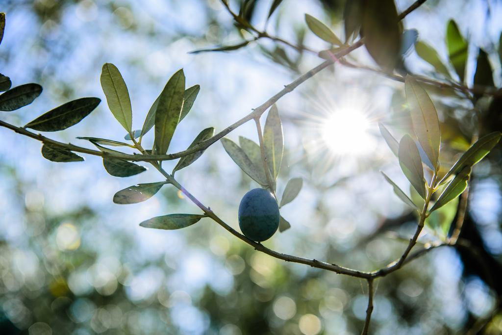 Acasamia Resort San Cipriano Picentino Εξωτερικό φωτογραφία